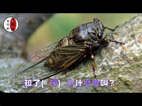 蟬會飛嗎|動物界大聲公（二）：蟬 